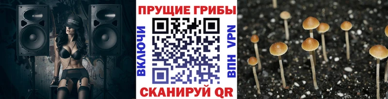 Галлюциногенные грибы Psilocybine cubensis  блэк спрут рабочий сайт  Правдинск 